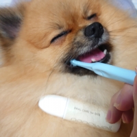 ナノウエルオーラルケア（愛犬用）