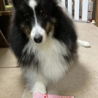 Ｓｉｐｐｏｌｅ 犬おやつ わんみぃ（無添加 国産）