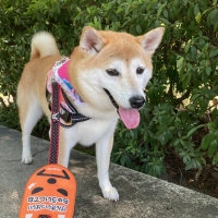 動物用プレミアム乳酸菌Ｈ＆Ｊ・Ｉ・Ｎ　エイチジンブルー