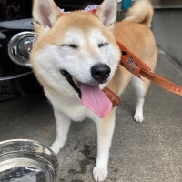 オッティモ（Ｏｔｔｉｍｏ）　高齢犬用