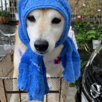 ドットわん　フリーズドライ納豆