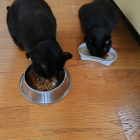 国産スモークチキンキューブ（PEPPY LIFE猫おやつシリーズ）