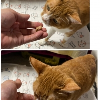 静岡産スモークかつおキューブ（PEPPY LIFE猫おやつシリーズ）