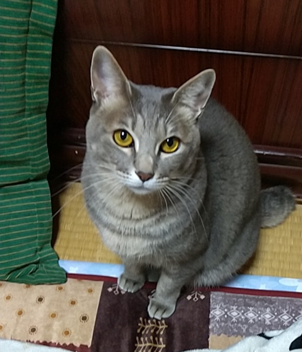 広島産　若鶏ささみジャーキー（PEPPY LIFE猫おやつシリーズ）