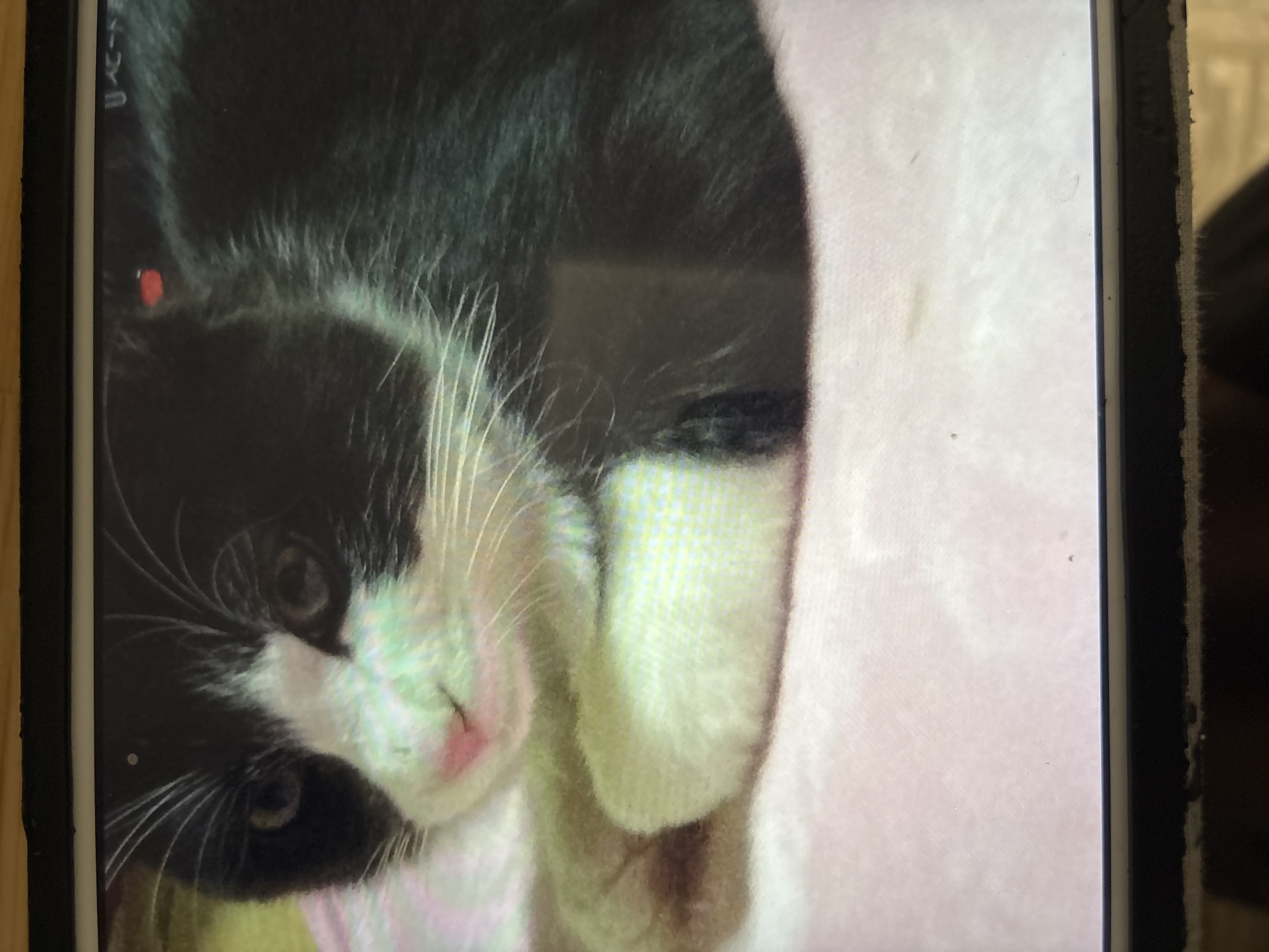 国産スモークチキンキューブ（PEPPY LIFE猫おやつシリーズ）