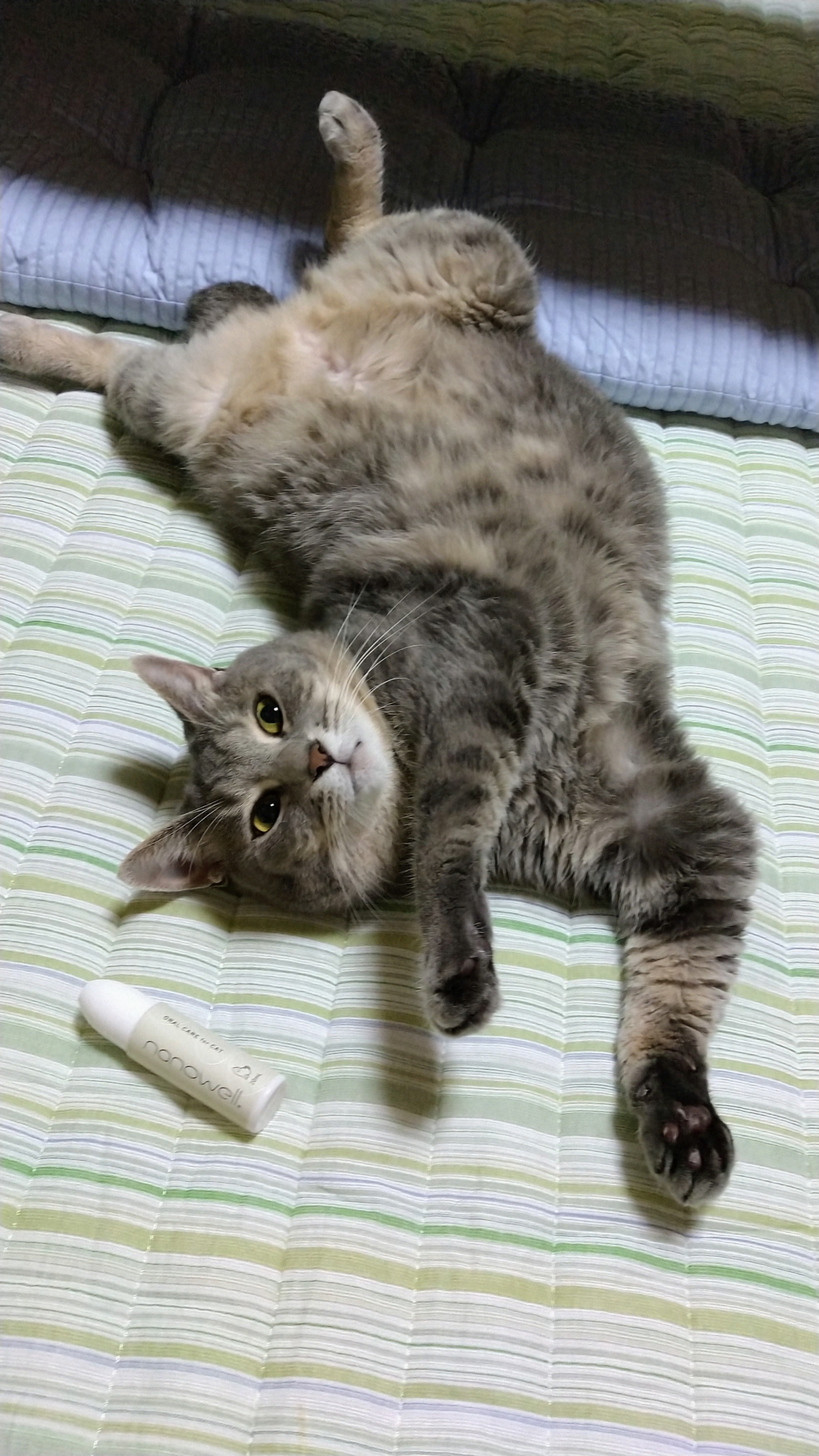ナノウエルオーラルケア（愛猫用）