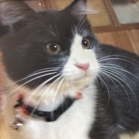 静岡産スモークかつおキューブ（PEPPY LIFE猫おやつシリーズ）