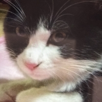 広島産　若鶏ささみジャーキー（PEPPY LIFE猫おやつシリーズ）