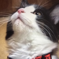 吸着壁に貼れる猫の爪とぎ