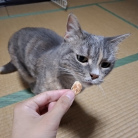 広島産　若鶏ささみジャーキー（PEPPY LIFE猫おやつシリーズ）