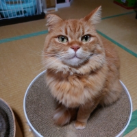 静岡産スモークかつおキューブ（PEPPY LIFE猫おやつシリーズ）