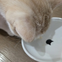 静岡産スモークかつおキューブ（PEPPY LIFE猫おやつシリーズ）