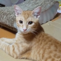 静岡産スモークかつおキューブ（PEPPY LIFE猫おやつシリーズ）