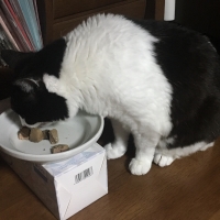 静岡産スモークかつおキューブ（PEPPY LIFE猫おやつシリーズ）