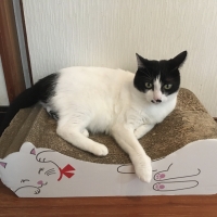 広島産　若鶏ささみジャーキー（PEPPY LIFE猫おやつシリーズ）