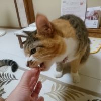 国産スモークチキンキューブ（PEPPY LIFE猫おやつシリーズ）