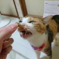 広島産　若鶏ささみジャーキー（PEPPY LIFE猫おやつシリーズ）