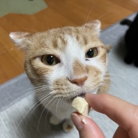 国産スモークチキンキューブ（PEPPY LIFE猫おやつシリーズ）