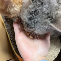 広島産　若鶏ささみジャーキー（PEPPY LIFE猫おやつシリーズ）