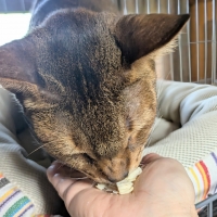 国産スモークチキンキューブ（PEPPY LIFE猫おやつシリーズ）