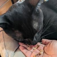 静岡産スモークかつおキューブ（PEPPY LIFE猫おやつシリーズ）