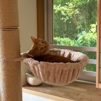 おうちで木登りキャットタワー (高さ235～255cm　突っ張り型　スリム)