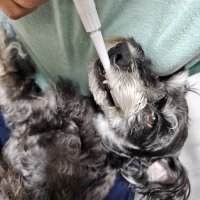 超音波歯ブラシ　ＢＯＯＯＯＭプロ