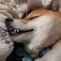 ニュートロ シュプレモ 小型犬 成犬用 (ナチュラルフード)