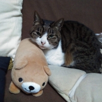 広島産　若鶏ささみジャーキー（PEPPY LIFE猫おやつシリーズ）