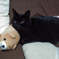 静岡産スモークかつおキューブ（PEPPY LIFE猫おやつシリーズ）