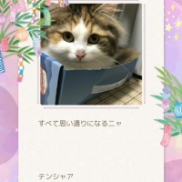国産スモークチキンキューブ（PEPPY LIFE猫おやつシリーズ）