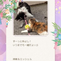 静岡産 しらすせんべい(PEPPY LIFE 犬おやつシリーズ)