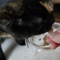 広島産　若鶏ささみジャーキー（PEPPY LIFE猫おやつシリーズ）