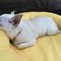 ★洗える  ラウンドベッド　25年春夏柄