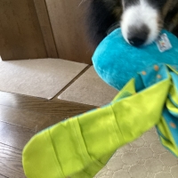 シリーレッグス