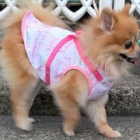 スーパークール×クール　スウィッチベアハーネス