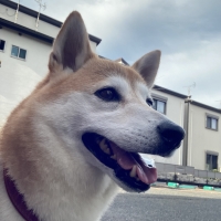 ドットわん　フリーズドライ納豆