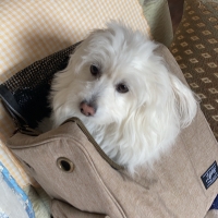 サイクリングリュックキャリー