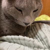 国産スモークチキンキューブ（PEPPY LIFE猫おやつシリーズ）