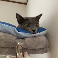 静岡産スモークかつおキューブ（PEPPY LIFE猫おやつシリーズ）