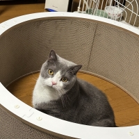 キャットホイール