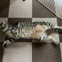 ナチュラルチョイスキャット 穀物フリー アダルト チキン（ナチュラルフード）