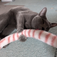 ラグタスタイルラグ　てくてく肉球