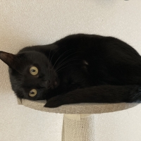 国産スモークチキンキューブ（PEPPY LIFE猫おやつシリーズ）