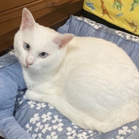 【美しい皮膚・被毛のために】 ロイヤルカナン ヘア＆スキンケア