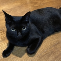 うちの子ＬＩＮＥスタンプ（シンプル日常会話セット）