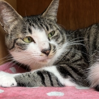 マジックゼオ（ペット用歯みがき）