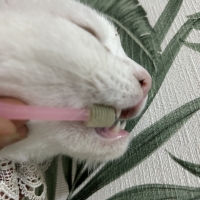 ３６０°猫用歯ブラシ