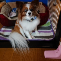 涙やけ・イヤー　初めての方用　３０ｍｌ