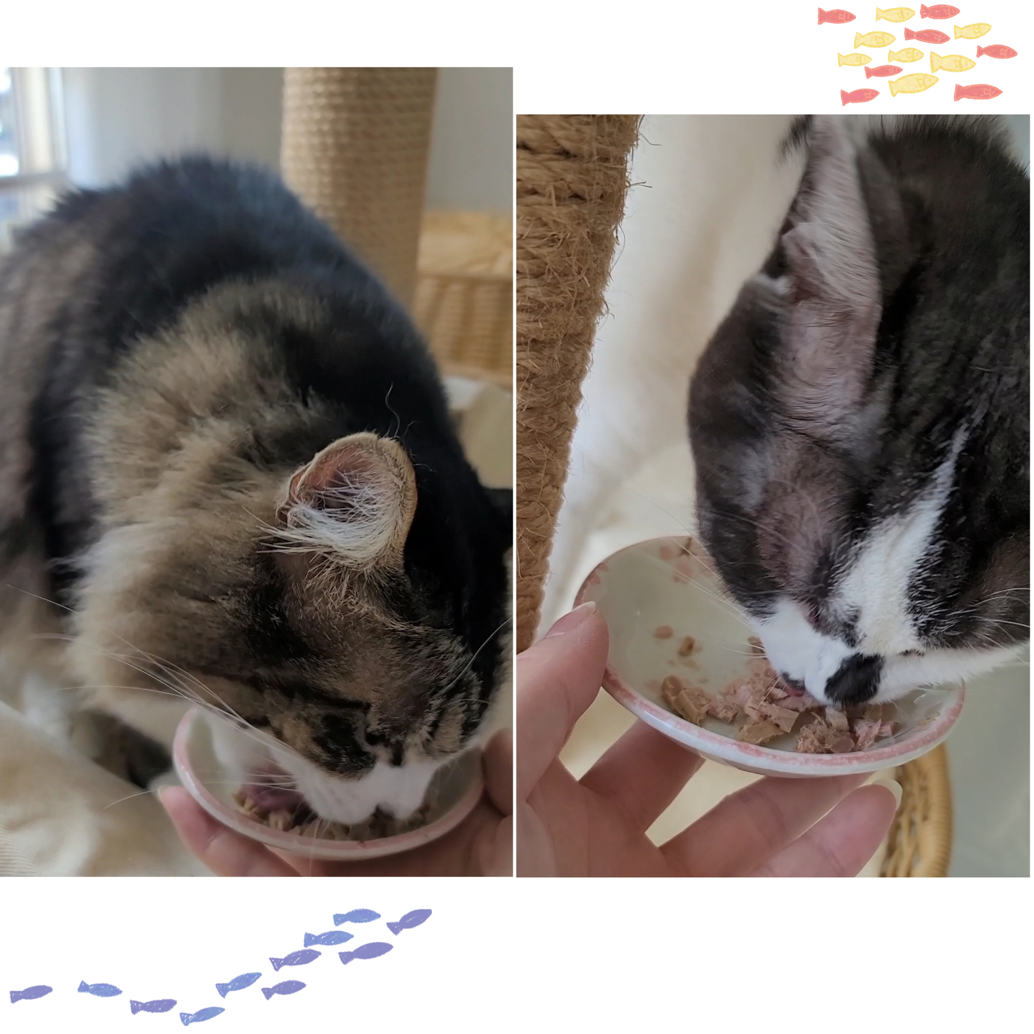 静岡産スモークかつおキューブ（PEPPY LIFE猫おやつシリーズ）